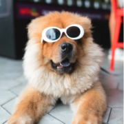 a dog with sunglasses on it's head laying on the ground