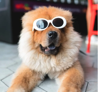 a dog with sunglasses on it's head laying on the ground