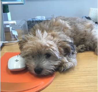 a dog laying on a desk with a computer mouse