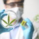 California Cannabis Drug Testing and Discrimination - image of scientist and cannabis leaf