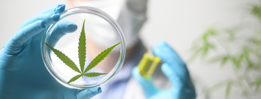 California Cannabis Drug Testing and Discrimination - image of scientist and cannabis leaf